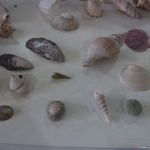 Display of remains from marine invertebrates, Wildlife Foxton Trust