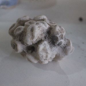 Specimen of Coral (?), Wildlife Foxton Trust