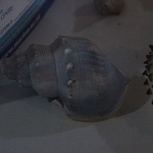 Blue-hued shell of marine snail, Wildlife Foxton Trust