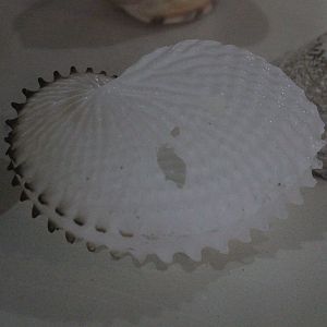 Shell of Paper Nautilus, Wildlife Foxton Trust