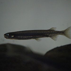 Galaxias maculatus, Wildlife Foxton Trust