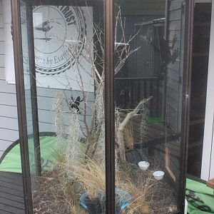 Gazebo enclosure for Litoria ewingii, Wildlife Foxton Trust