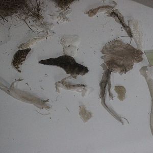 Shed skins of lizards, Wildlife Foxton Trust