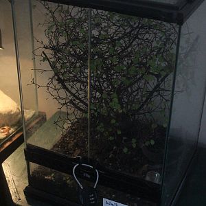 Enclosure for baby Naultinus punctatus, Wildlife Foxton Trust