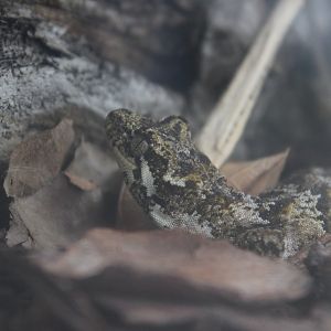 Mokopirirakau granulatus, Wildlife Foxton Trust