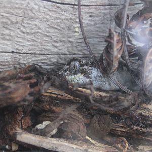 Mokopirirakau granulatus, Wildlife Foxton Trust