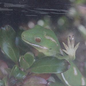 Naultinus grayii, Wildlife Foxton Trust