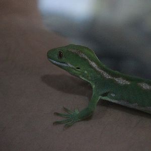 Naultinus grayii, Wildlife Foxton Trust