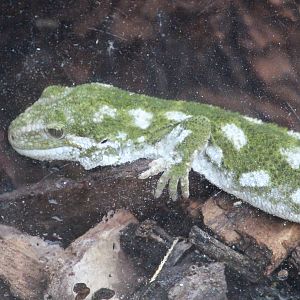 Naultinus rudis, Wildlife Foxton Trust