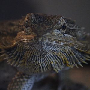 Central Bearded Dragon, Wildlife Foxton Trust