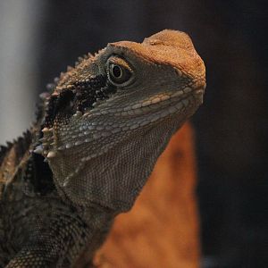 Eastern Water Dragon, Wildlife Foxton Trust