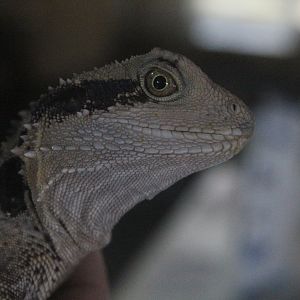 Eastern Water Dragon, Wildlife Foxton Trust
