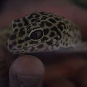 Leopard Gecko, Wildlife Foxton Trust