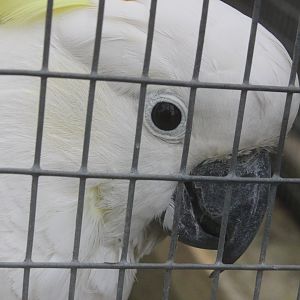 Greater Sulphur-crested Cockatoo, Wildlife Foxton Trust