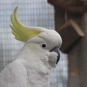 Greater Sulphur-crested Cockatoo, Wildlife Foxton Trust