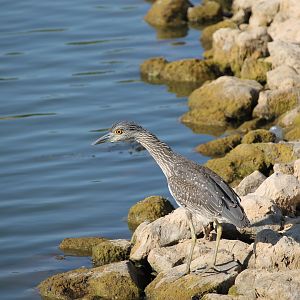 Yellow-crowned Night-Heron (Nyctanassa violacea)