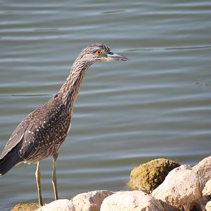 Yellow-crowned Night-Heron