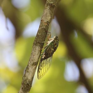Scissor Grinder (Neotibicen pruinosus)