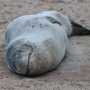 Leopard Seal (Hydrurga leptonyx)