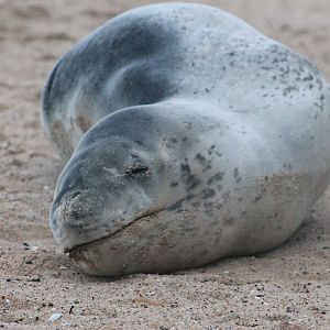 Leopard Seal (Hydrurga leptonyx)