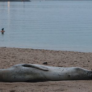 Leopard Seal (Hydrurga leptonyx)