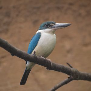 Collared kingfisher