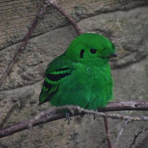 Green broadbill