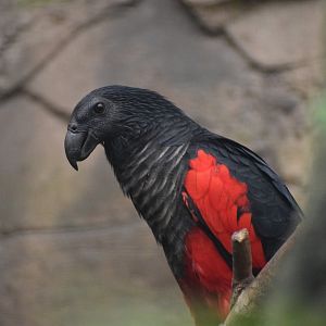 Pesquet's parrot