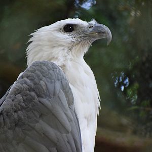 White-bellied Sea Eagle