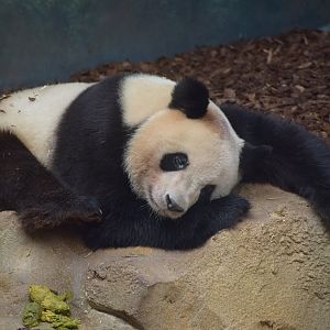 Giant panda