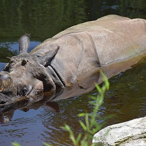 Greater one-horned rhinoceros
