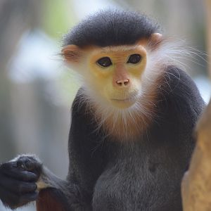Red-shanked douc langur