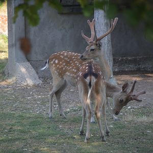 Formosan sika deer