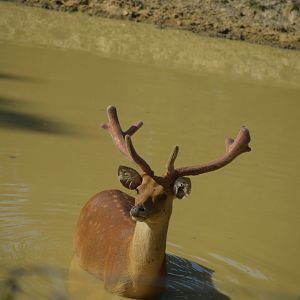 Barasingha deer