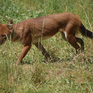 Chinese dhole