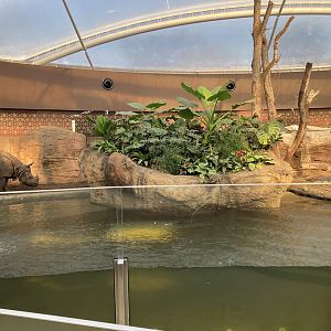 Rhino indoors and pool