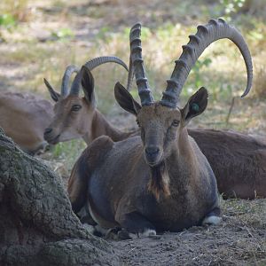 Nubian ibex