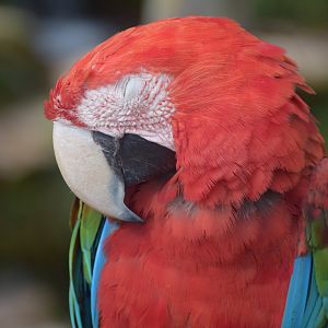 Green-winged macaw