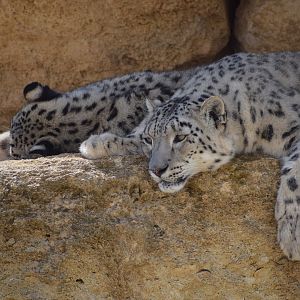 Snow leopard