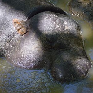 Pygmy hippopotamus
