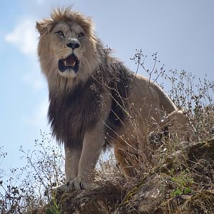 African lion