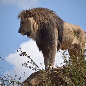 African lion