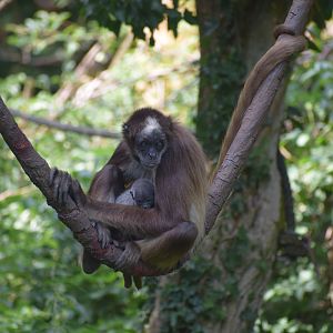 Colombian brown spider monkey