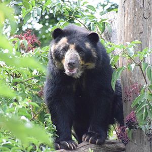 Andean bear