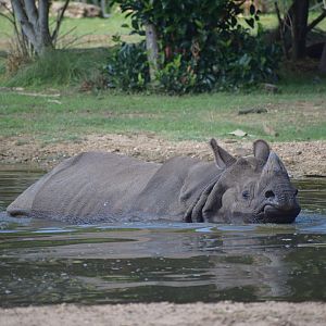 Greater one-horned rhinoceros
