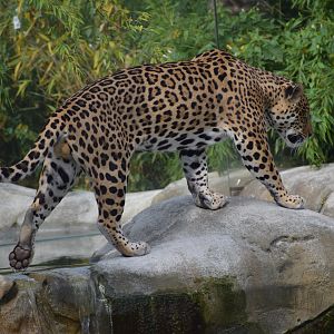 Jaguar