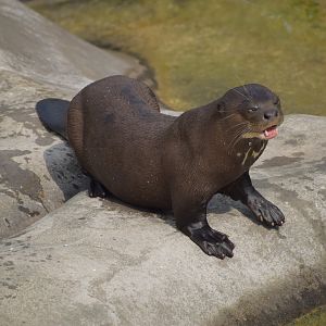 Giant otter
