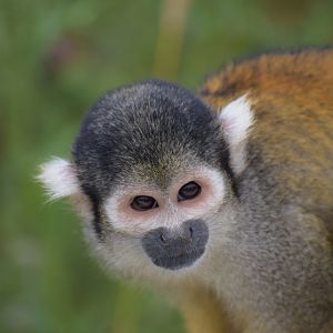 Peruvian squirrel monkey