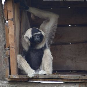Pileated gibbon