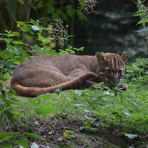 Asian golden cat